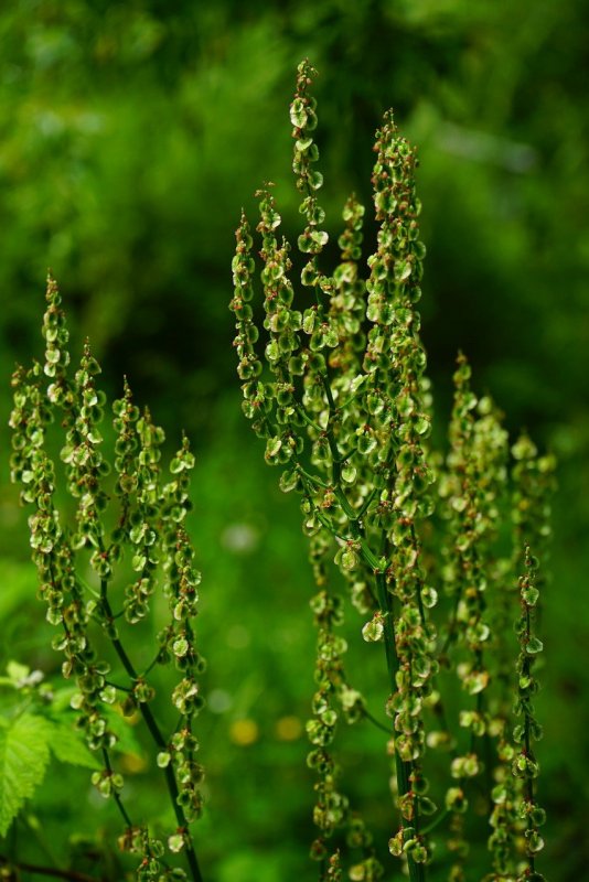 Rumex acetosella гербарий