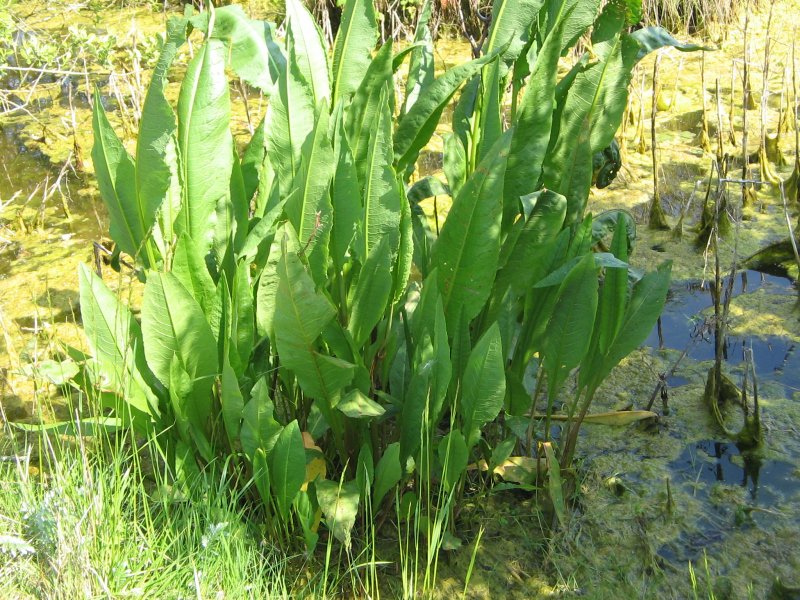 Rumex acetosella семена