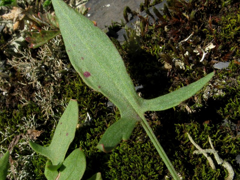 Rumex acetosella плод