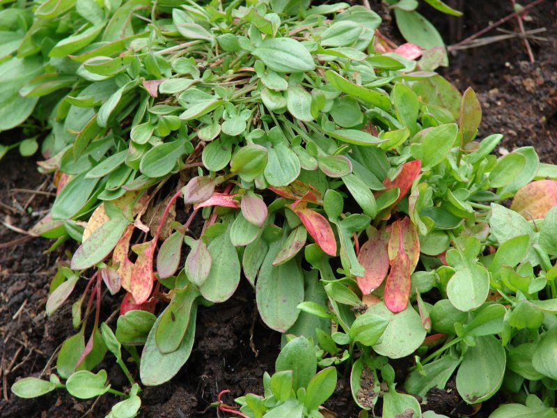 Щавель курчавый (Rumex acetosella l.).