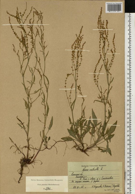 Щавель курчавый (Rumex crispus l.)