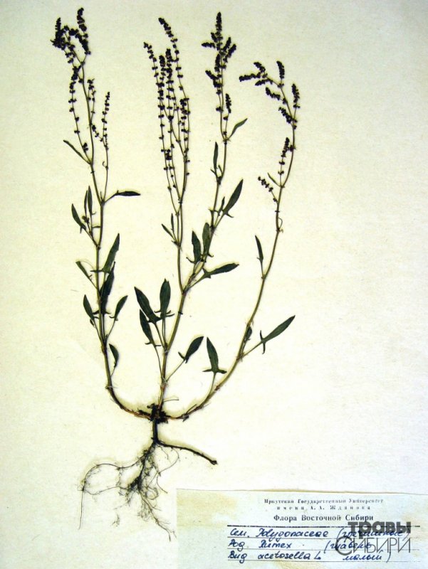 Rumex acetosella гербарий
