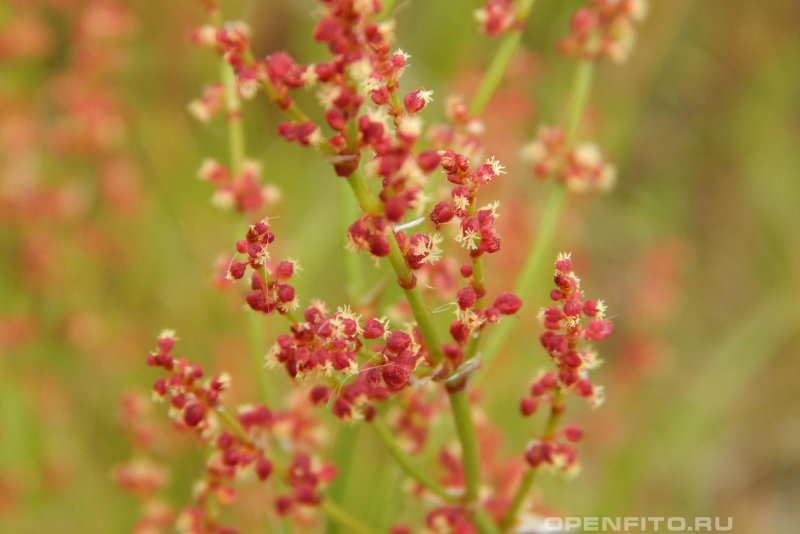 Щавель малый Rumex acetosella