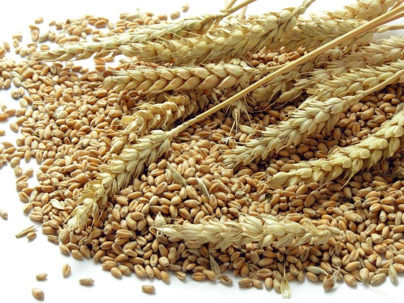 Пшеница кандиканс