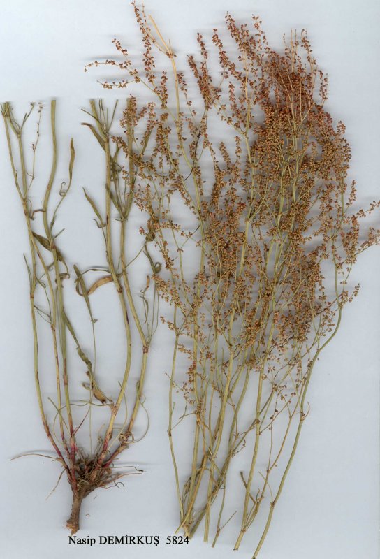 Щавель воробьиный (Rumex acetosella)