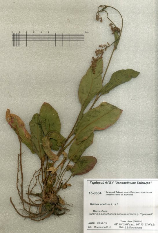 Биологическая группа сорняка – Rumex acetosella