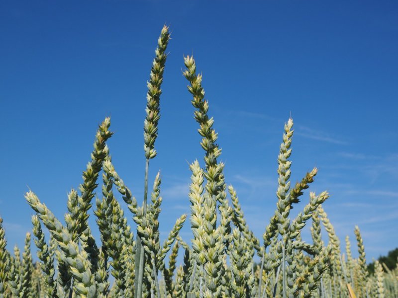 Пшеница мягкая — Triticum aestivum l