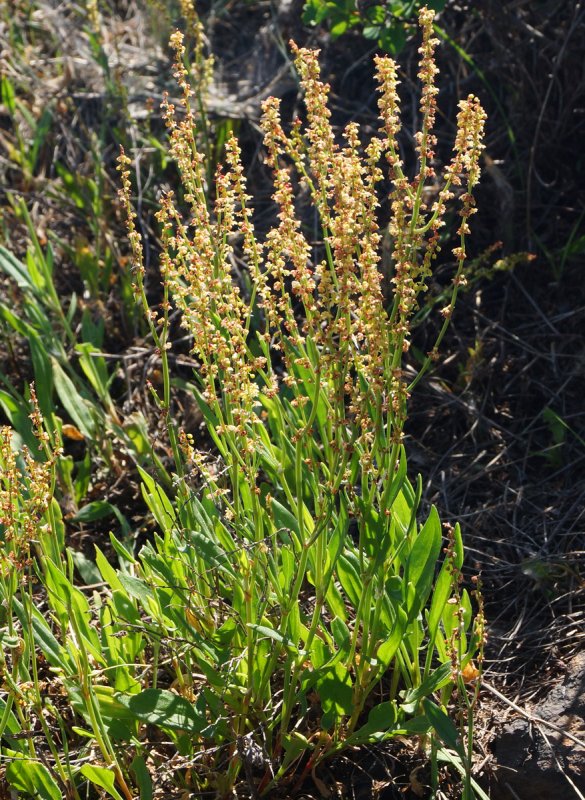 Щавель воробьиный (Rumex acetosella)