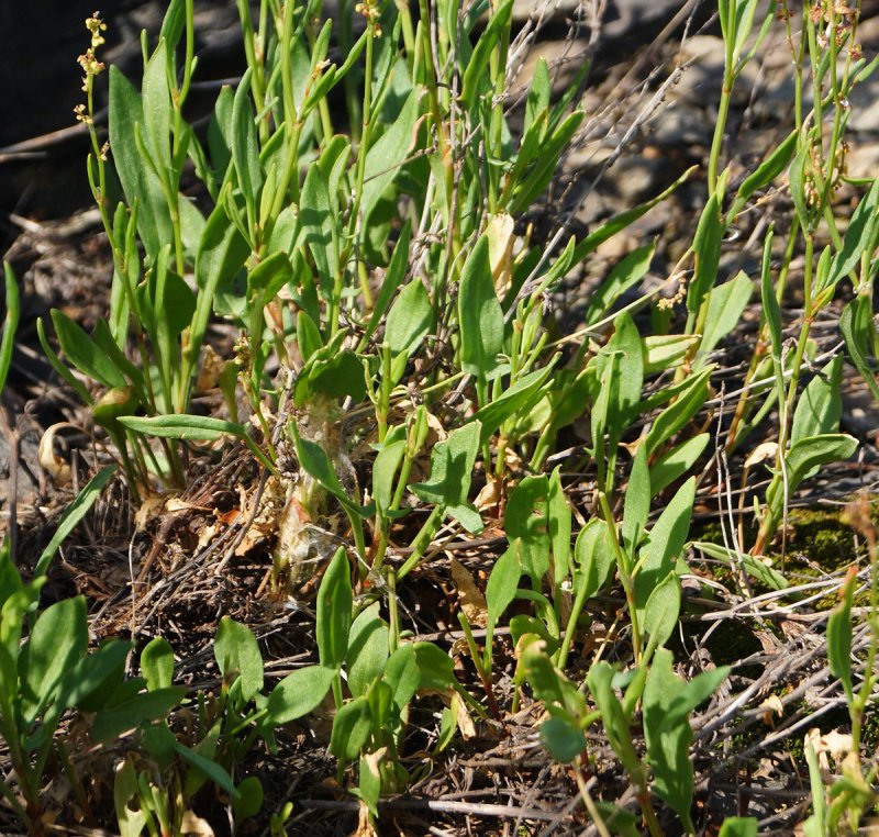 Щавель малый Rumex acetosella