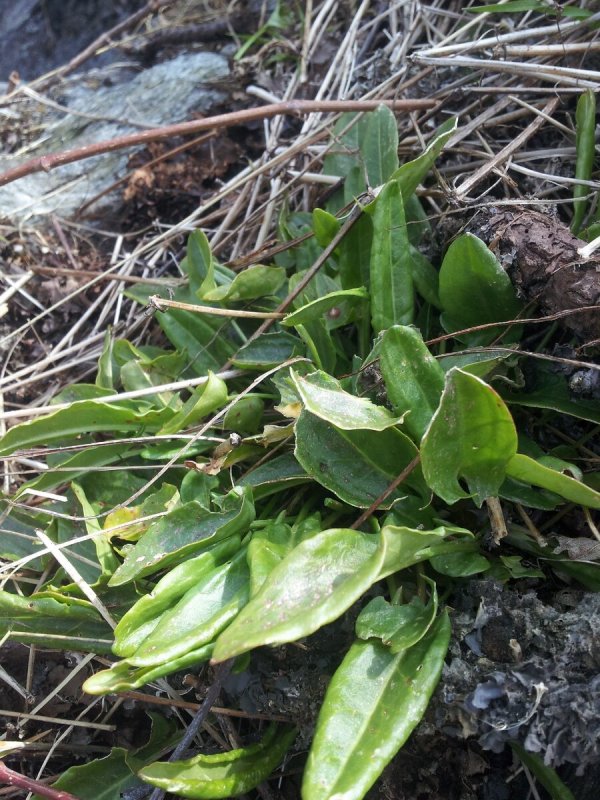 Rumex maritimus Мещера