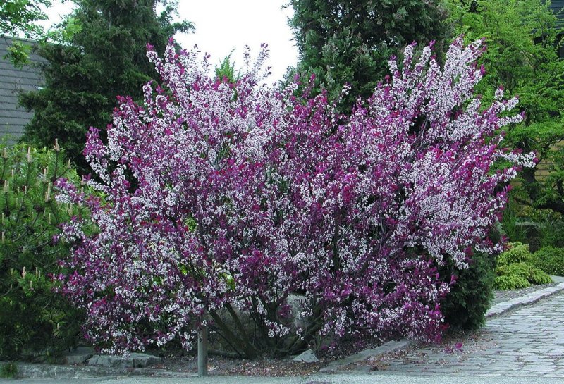 Prunus cistena