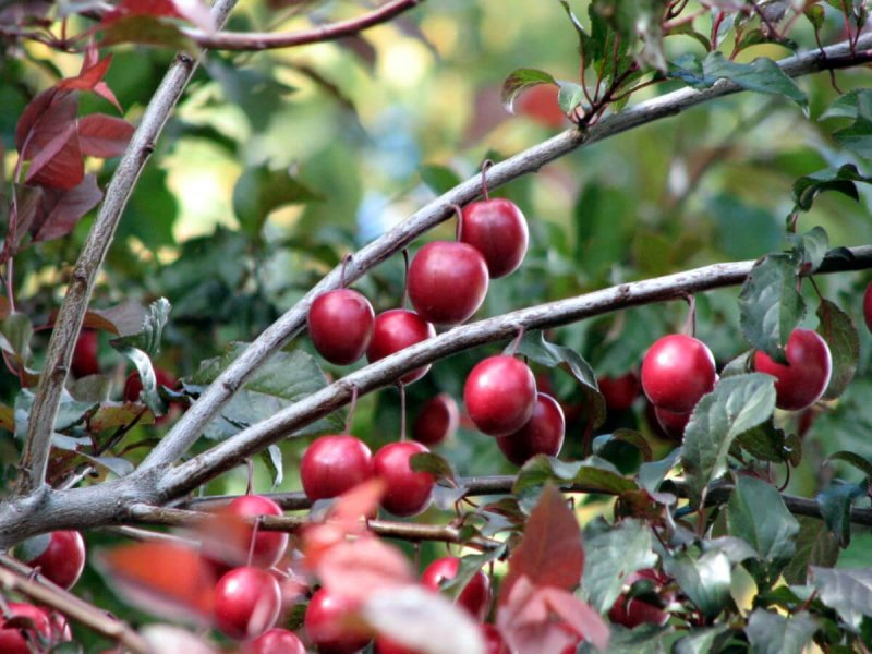 Слива цистена Prunus cistena
