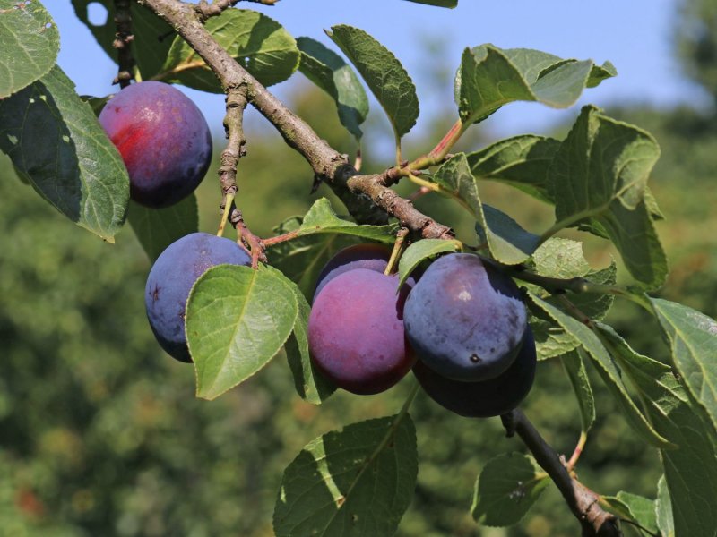 Prunus domestica дерево