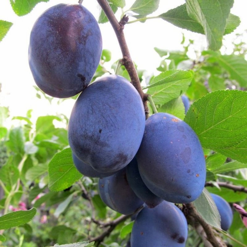 Кустовидная алыча