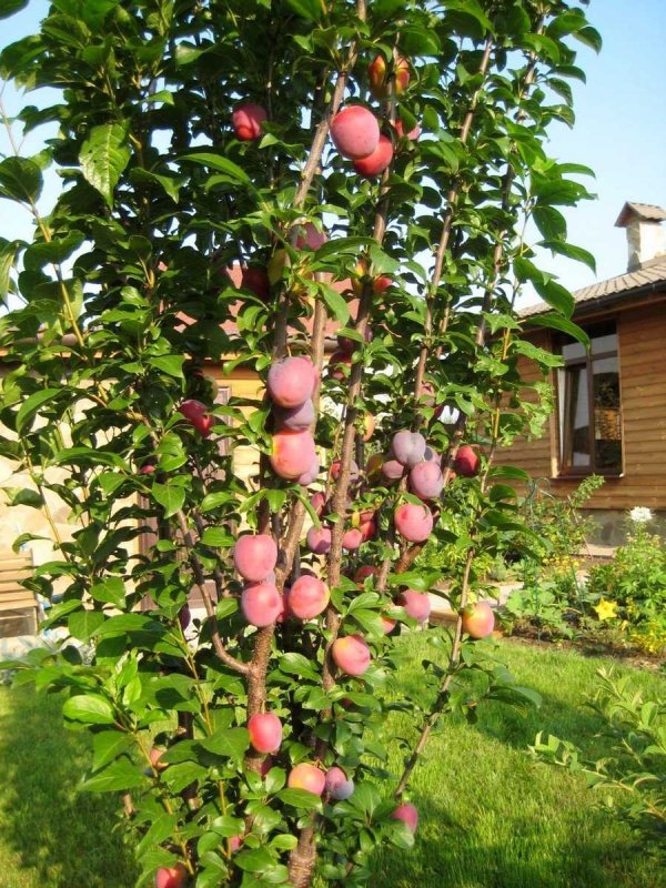 Сорт алычи Кубанская Комета