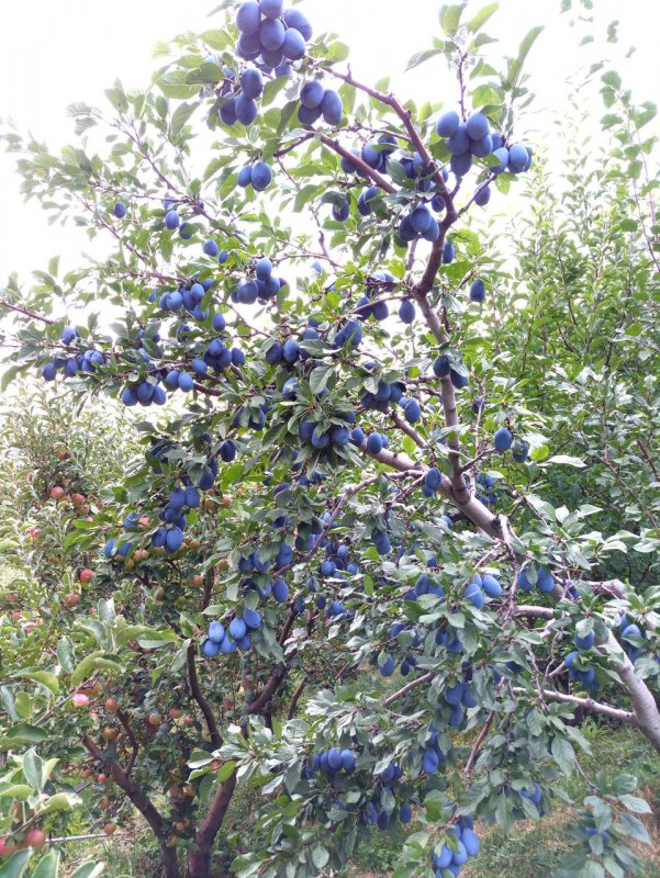 Карликовые сливы