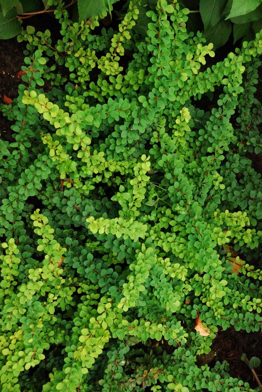 Барбарис Тунберга (Berberis thunbergii `Atropurpurea`)