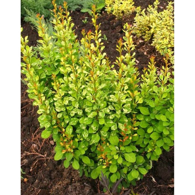 Барбарис Тунберга (Berberis thunbergii)