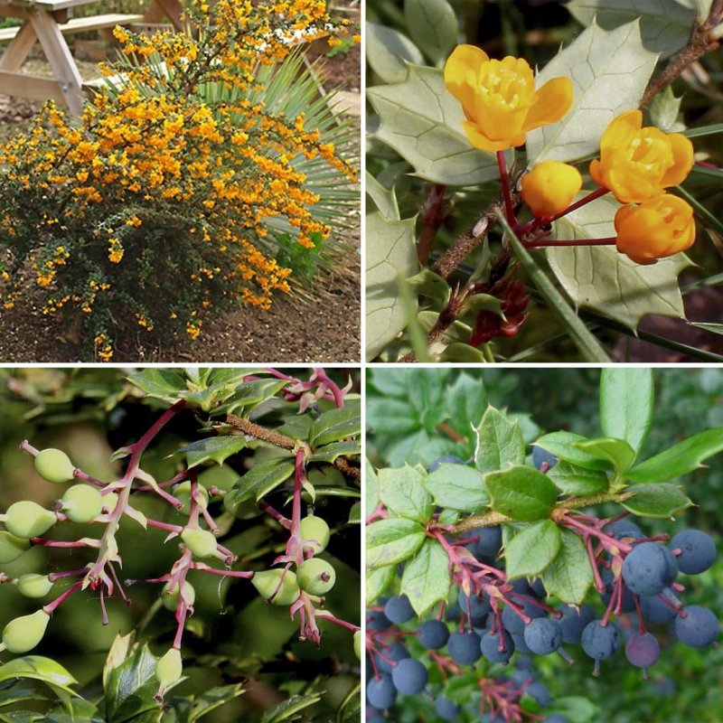 Барбарис Тунберга Эректа (Berberis thunbergii erecta)