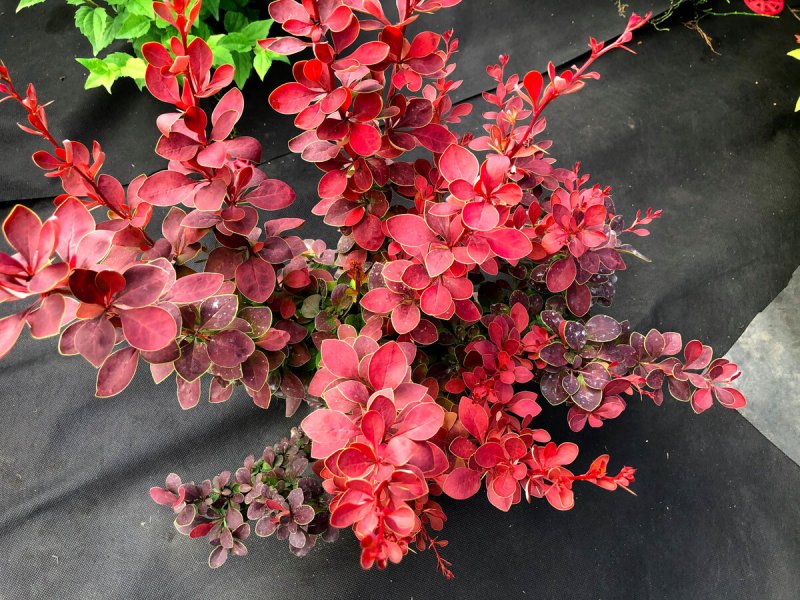 Барбарис Тунберга Atropurpurea