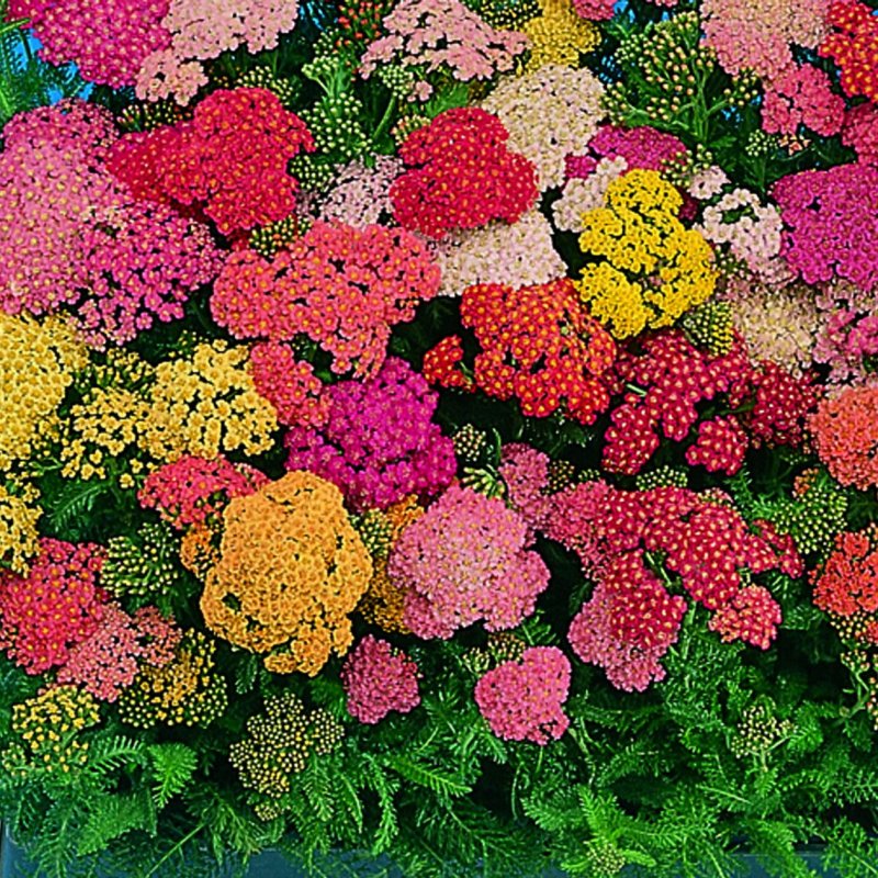 Тысячелистник Экселент