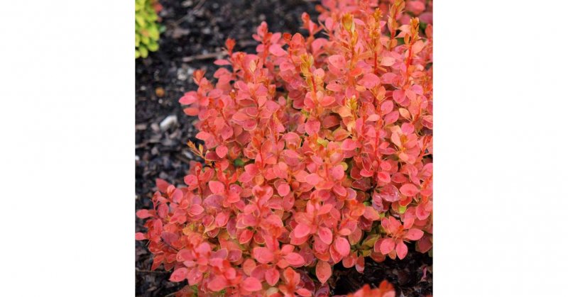 Барбарис Тунберга (Berberis thunbergii)