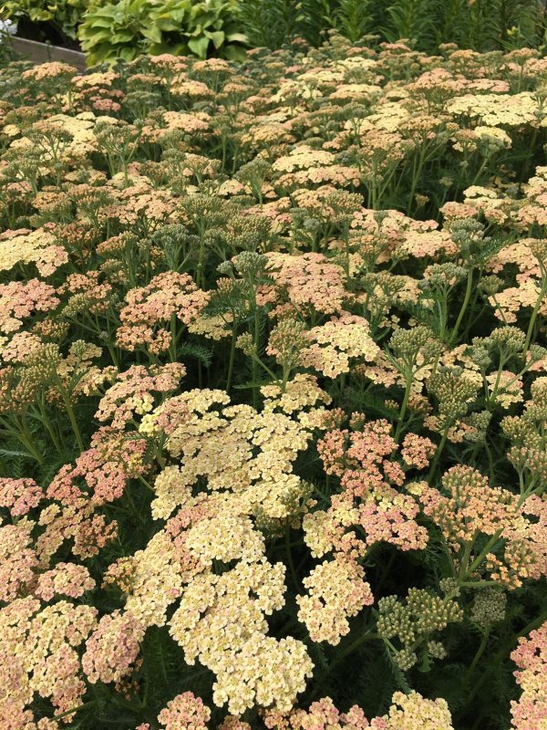 Тысячелистник Achillea Anthea
