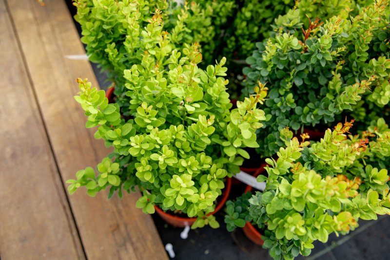 Барбарис Тунберга Berberis thunbergii erecta