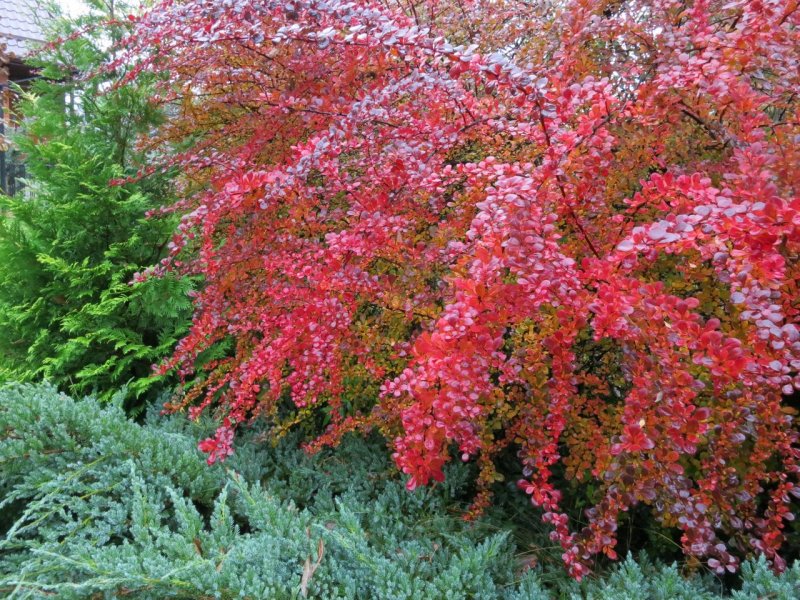 Барбарис Тунберга Berberis thunbergii kelleris