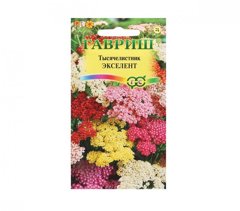 Тысячелистник Вишневая Королева Гавриш