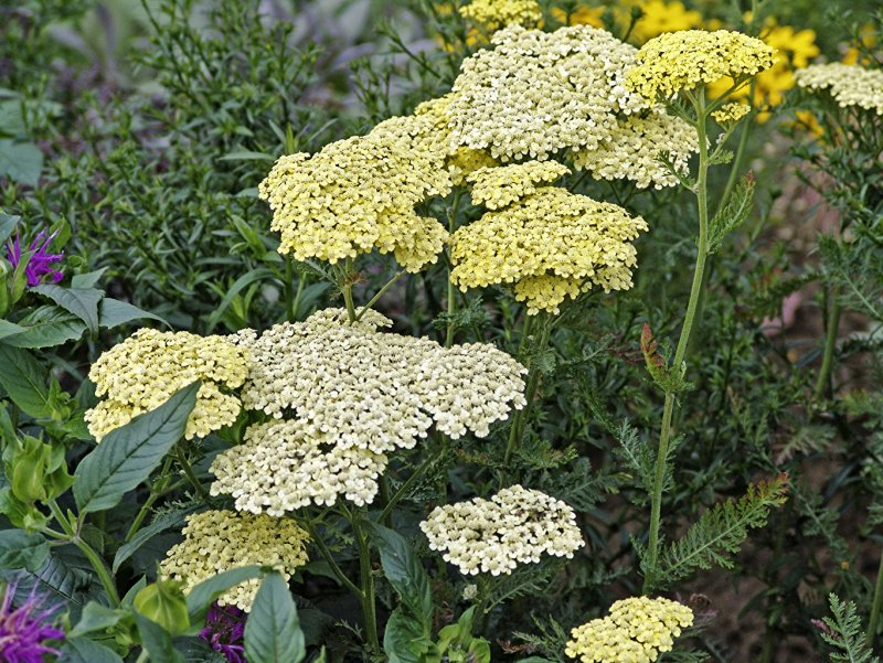 Тысячелистник кредо (Achillea Credo