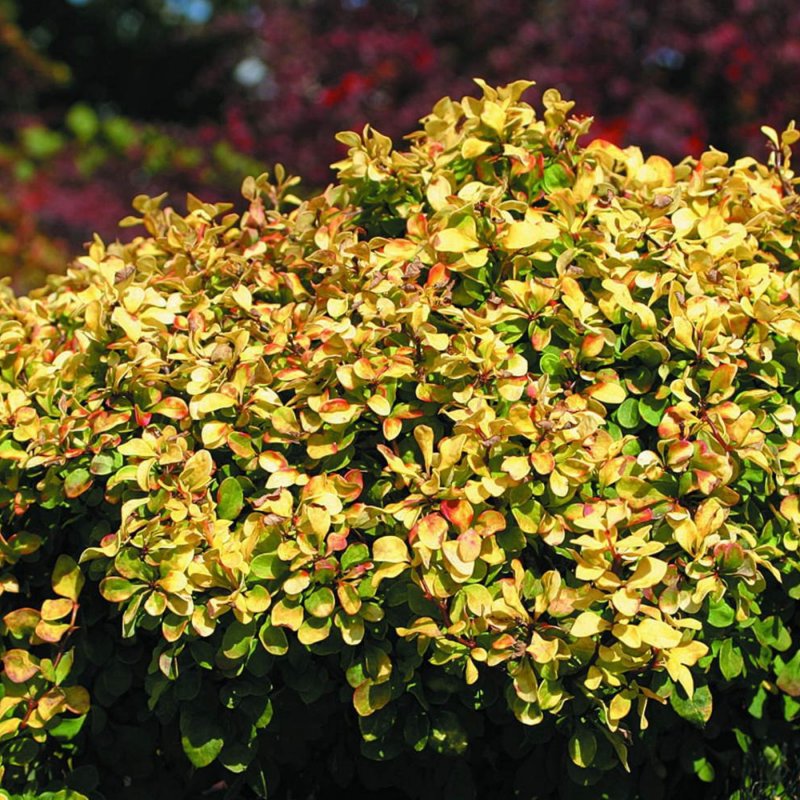Барбарис Тунберга (Berberis thunbergii)