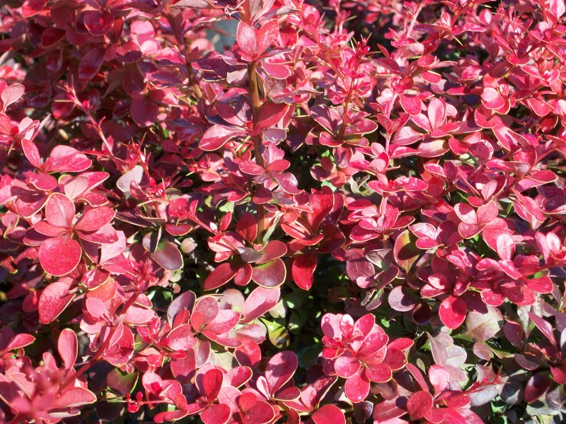 Барбарис тунбергера (Berberis thunbergii) “admiration”