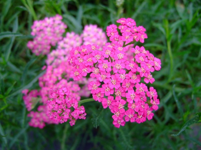 Тысячелистник (Achillea)Cassis