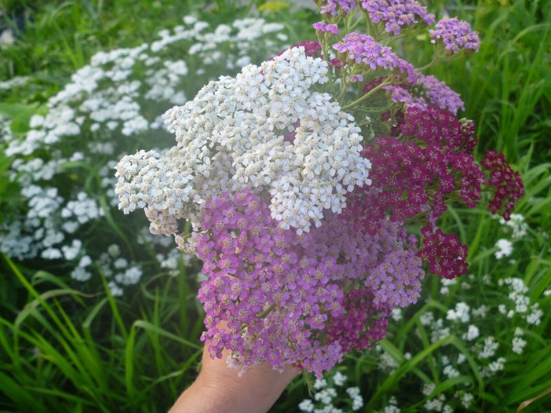 Тысячелистник Лаура