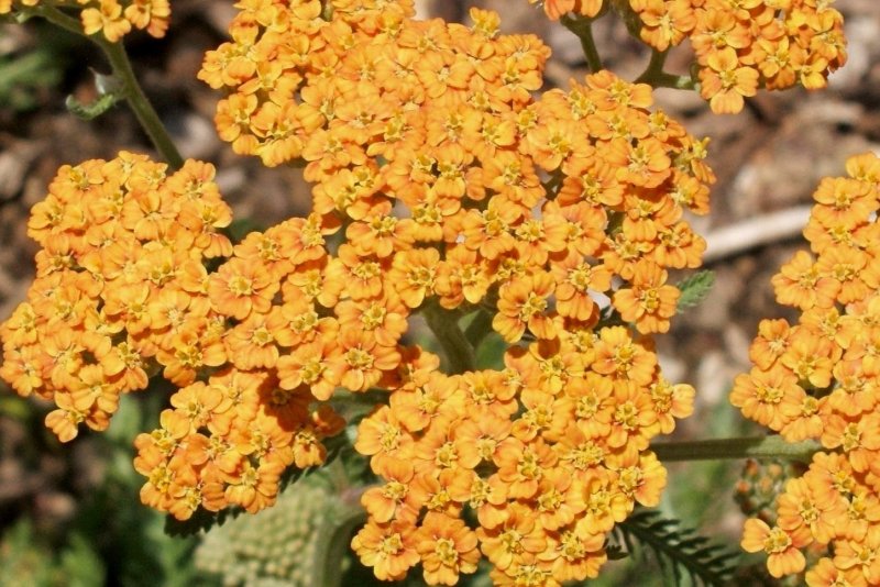 Тысячелистник Achillea Terracotta