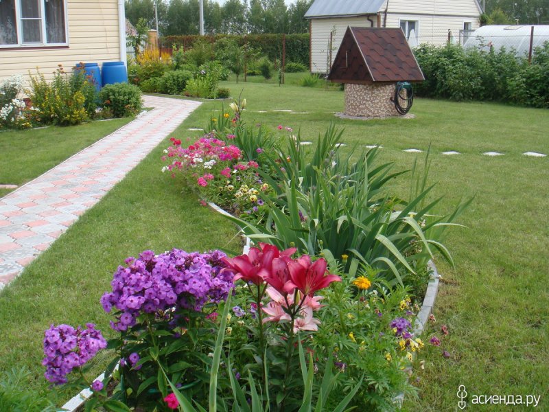 Лилейник с флоксами на клумбе