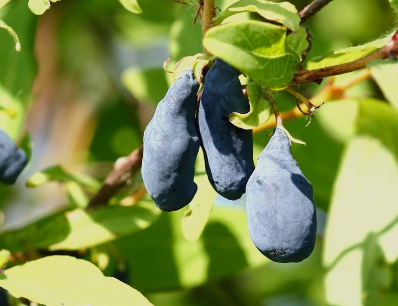 Жимолость съедобная (Lonicera edulis)