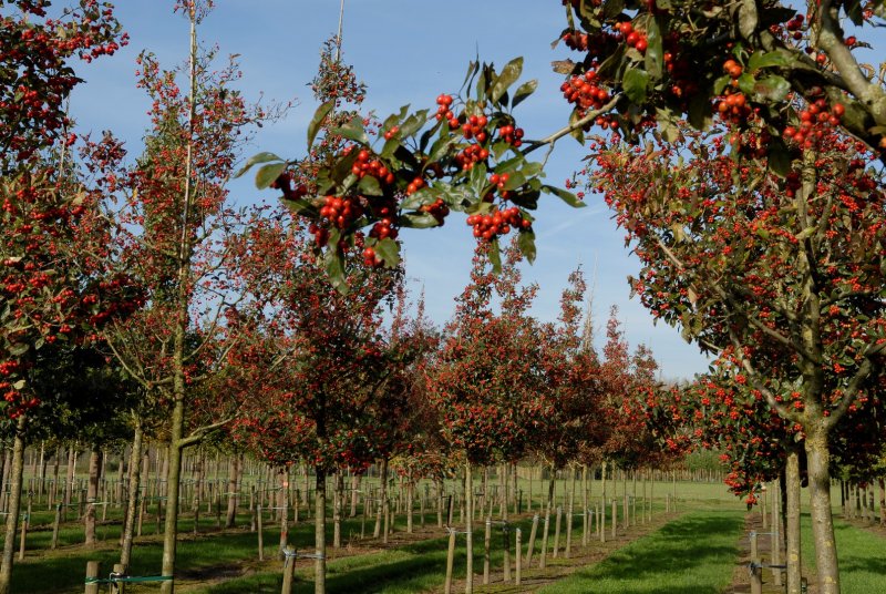 Crataegus lavalleei