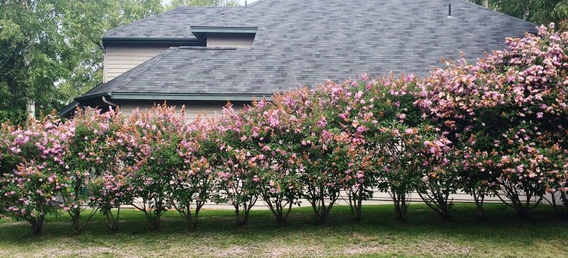 Боярышник шарлаховый Crataegus coccinea