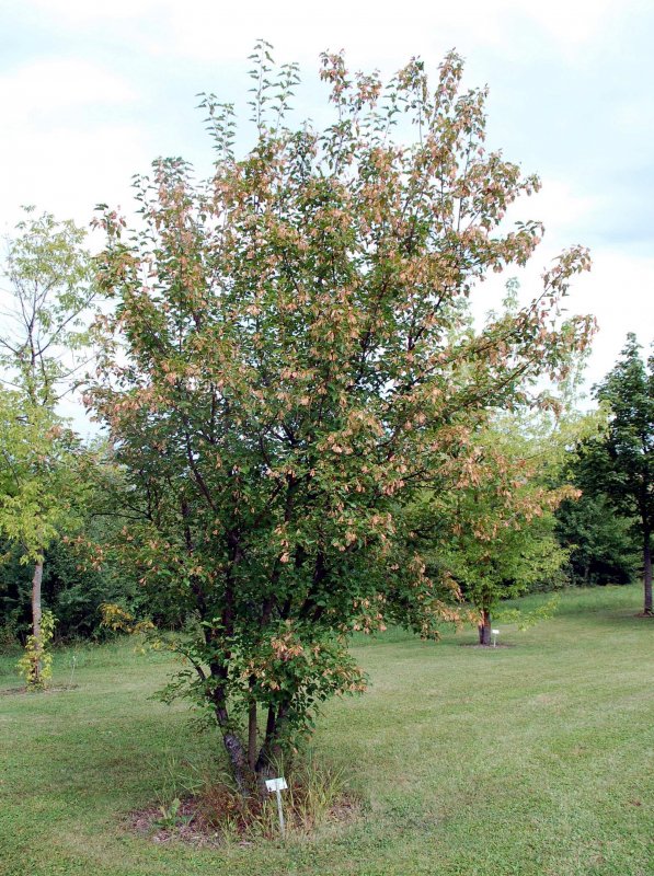 Little Trees Lilac артикул