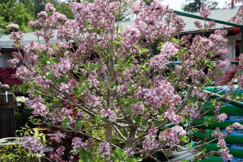 Crataegus monogyna (боярышник однопестичный)'compacta'