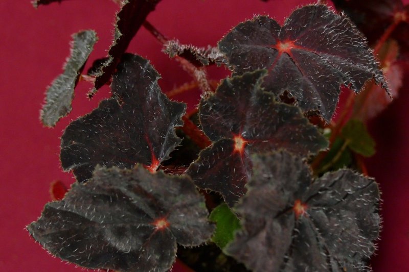 Бегония glowing embers Orange