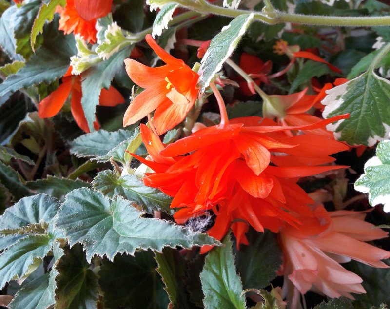 Бегония-Begonia glowing embers