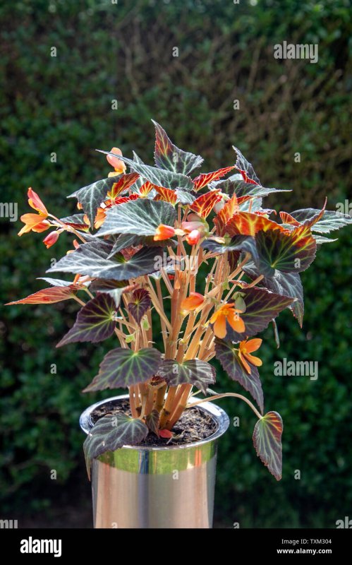 Бегония рекс Beleaf Evening Glow