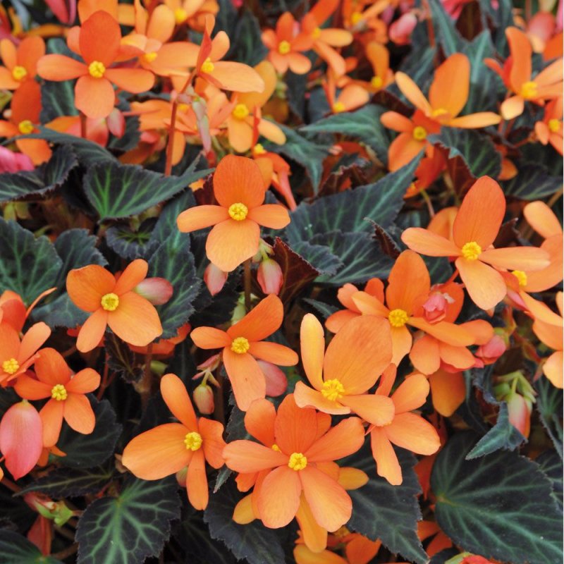 Бегония glowing embers Orange (65 фото)