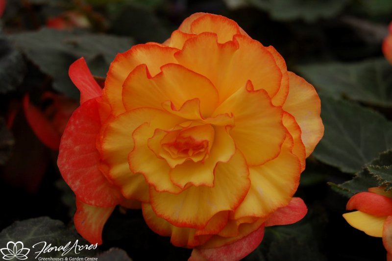 Бегония glowing embers Orange