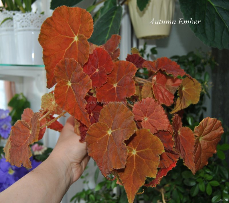 Бегония autumn Amber