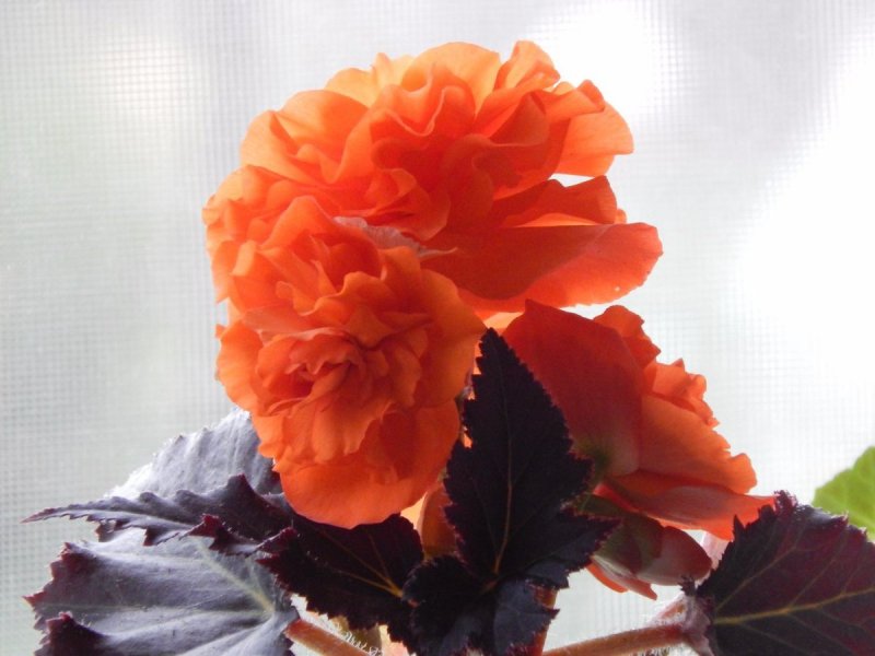 Бегония Solenia Apricot