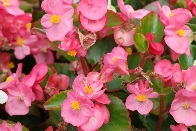 Бегония семперфлоренс Begonia semperflorens